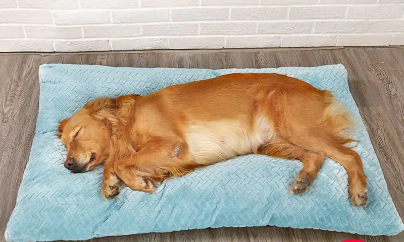 Long Warm Plush Dog Bed with Quilted Base